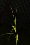 Hairyfruit sedge